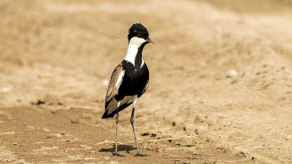 Spur-winged Lapwing